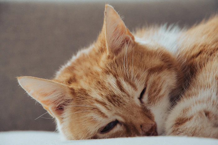 Un chat au calme dans un intérieur